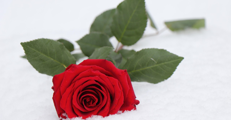 True Love Shayari