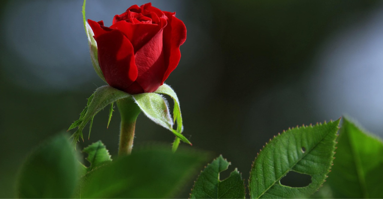 Best Love Shayari