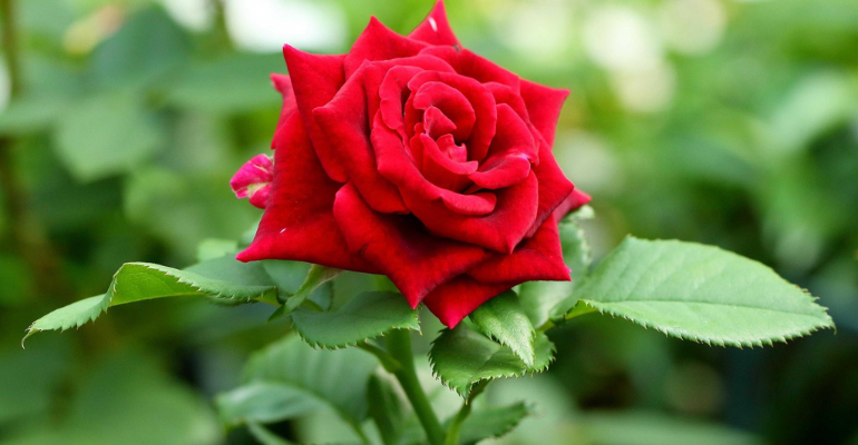 Unique Love Shayari