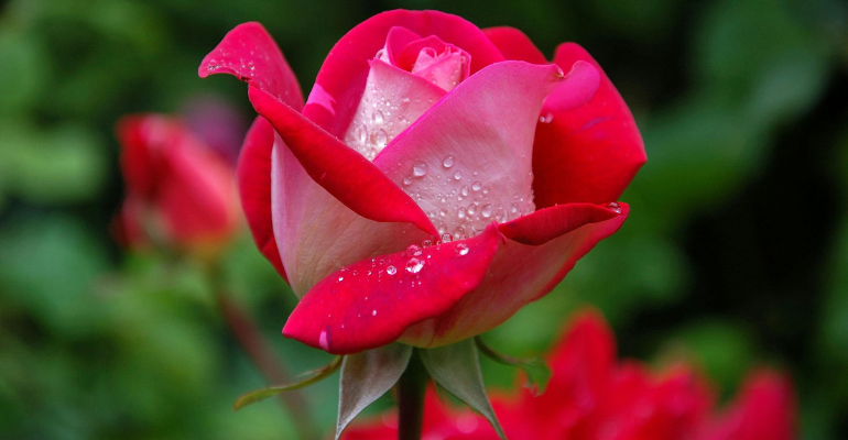 Best Love Shayari