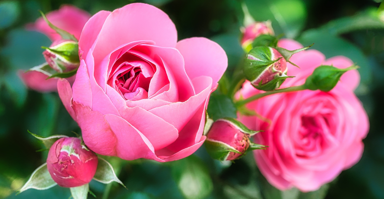 Unique Love Shayari