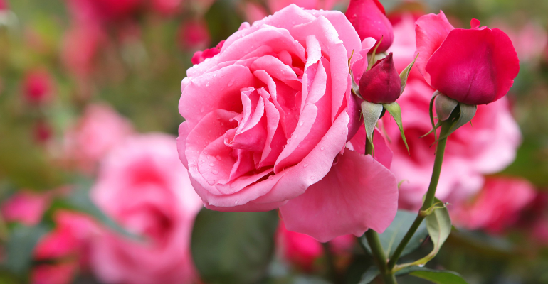 Best Love Shayari